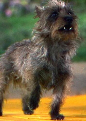 Toto