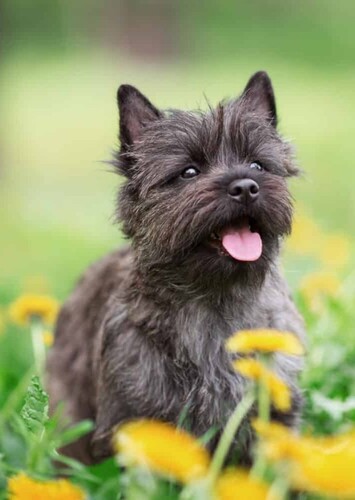 Toto the Dog