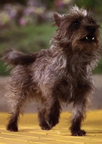 Toto (The Wizard of Oz)