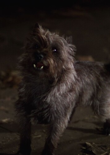 Toto (The Wizard of Oz)