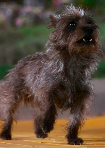 Toto (voice)