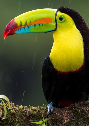 Toucan
