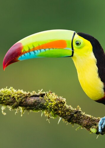 Toucan