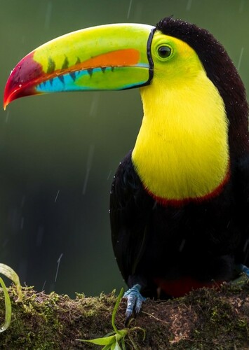 Toucan