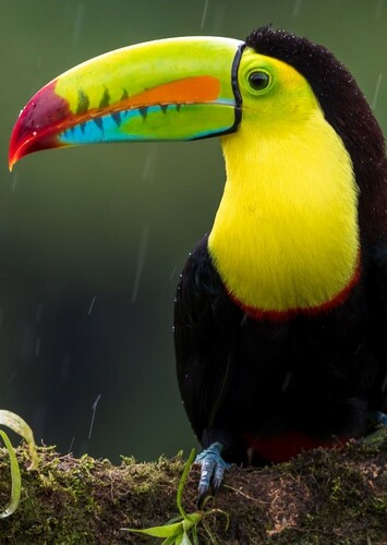 Toucan