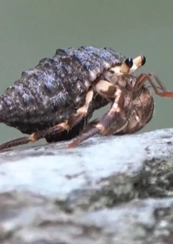 Townie Crab
