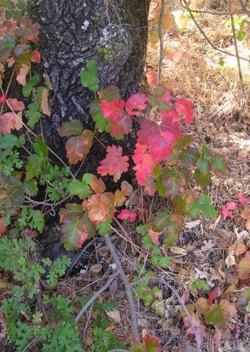 Toxicodendron