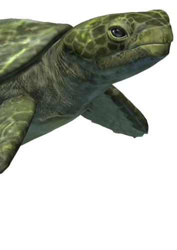 Toxochelys