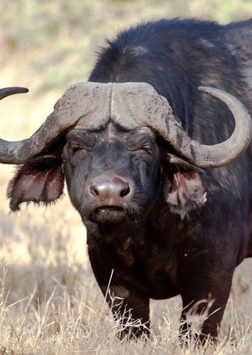 Travis the African Buffalo