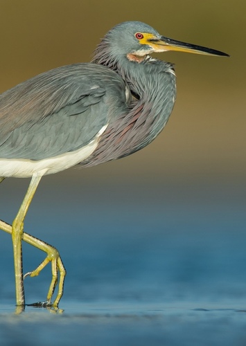 Tri-Colored Heron