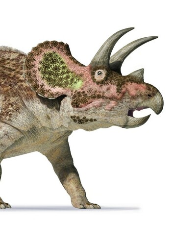 Triceratops