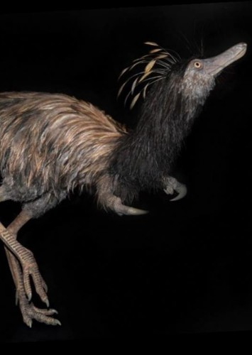 Trierarchuncus