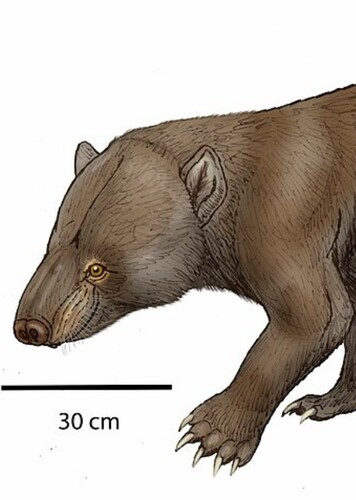Trogosus