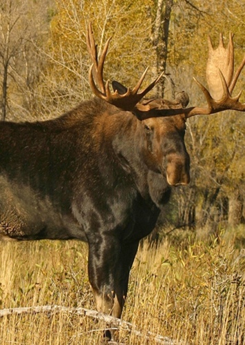 Tuke the Moose
