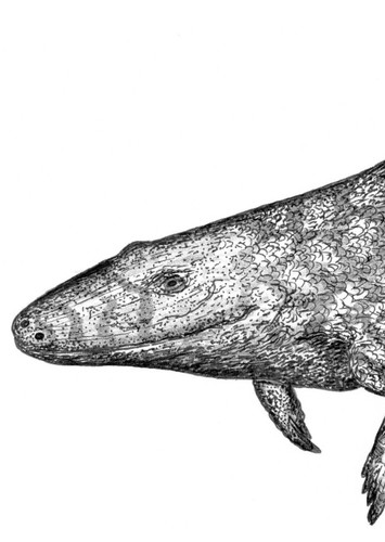 Tulerpeton
