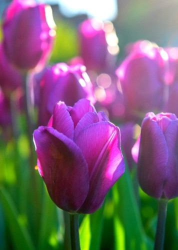Tulip (Purple)