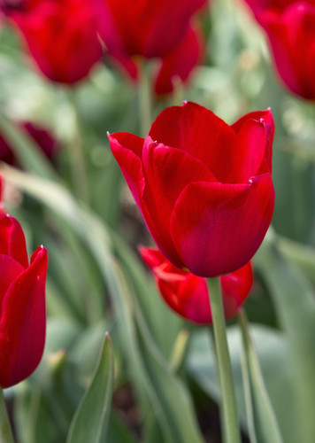 Tulip (Red)