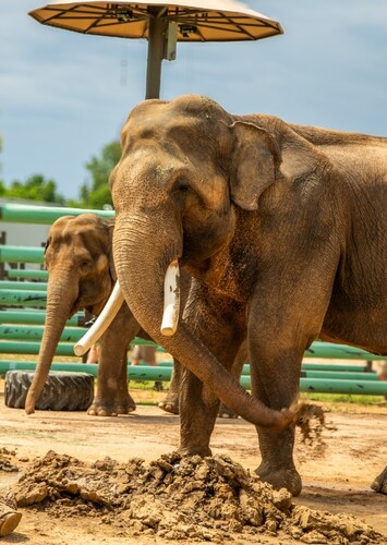 Tulsa Zoo