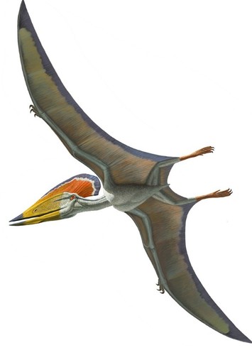 Tupuxuara