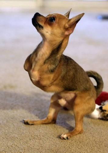 Turboroo