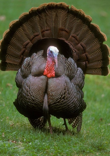 Turkey