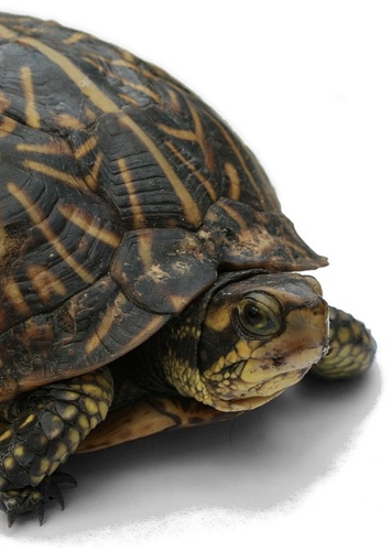 Turtle