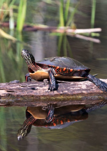 Turtle