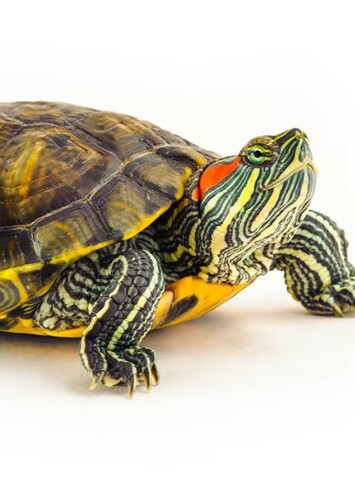 Turtle