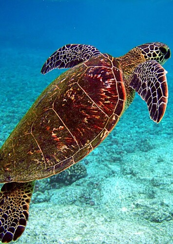 Turtle