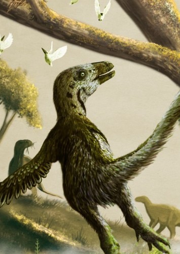Ty The Velociraptor