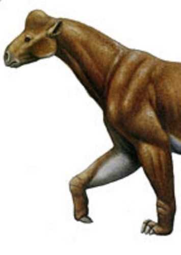 Tylocephalonyx