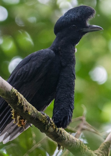 Umbrella Bird