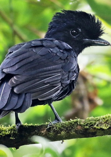 Umbrella Bird