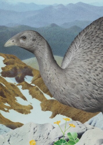 Upland Moa