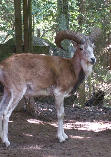 Urial