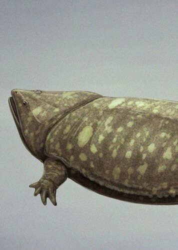 Uruyiella
