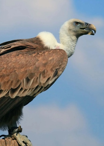V is for the Vulture always waiting for the kill