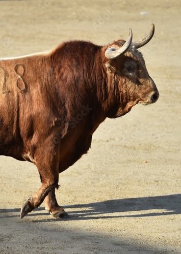 Valiente’s Father