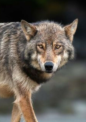 Vancouver Island Wolf