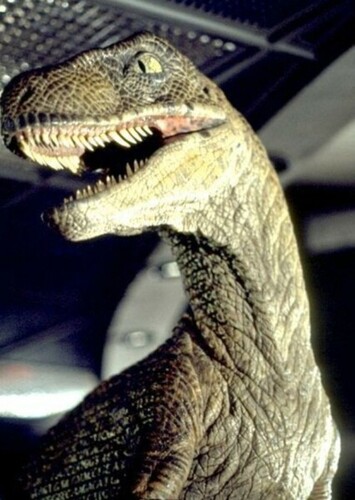 Velociraptor