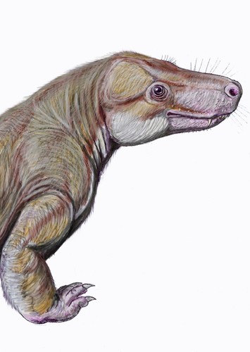 Viatkosuchus