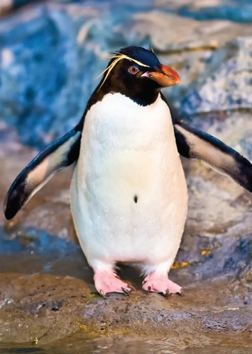 victor The Southern Rockhopper Penguin