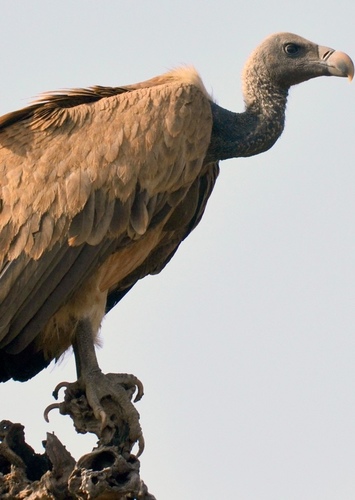 Victoria the Indian Vulture