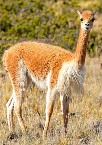 Victoria the Vicuña