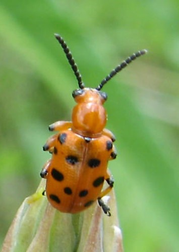 Vincerientu Gumbano