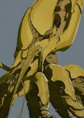 Viras