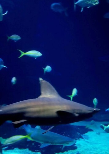Virginia Aquarium & Marine Science Center