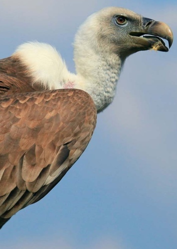 Vivo the Vulture