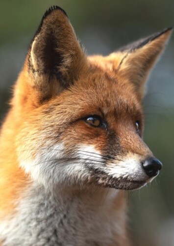Vixey