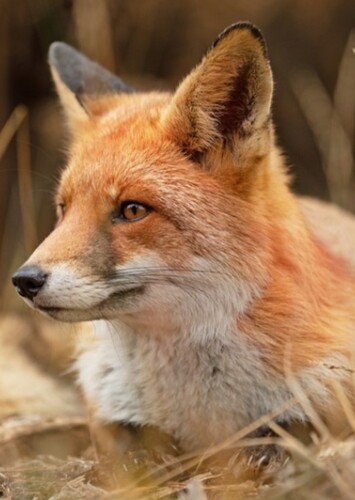 Vixey